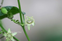 Passiflora suberosa